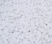 White 4-8 cm